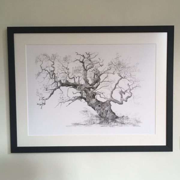 Suzanne Elson - Oak, Ashton Court A3 framed giclee print